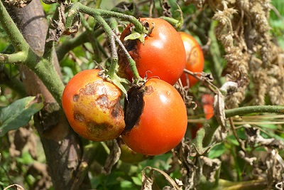 Tomato fruit on the plant showing typical symptoms of tomato blight.